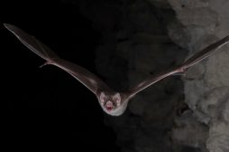 Morbius di Daniel Espinosa e gli altri anti-eroi
